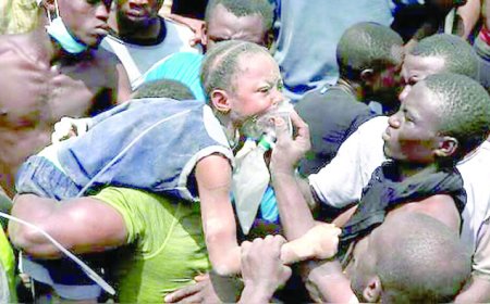 Harvest of human chickens for Xmas