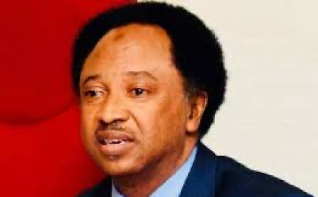 Plot To Damage Your Reputation As Shehu Sani Tells Tinubu To Reject Wike's