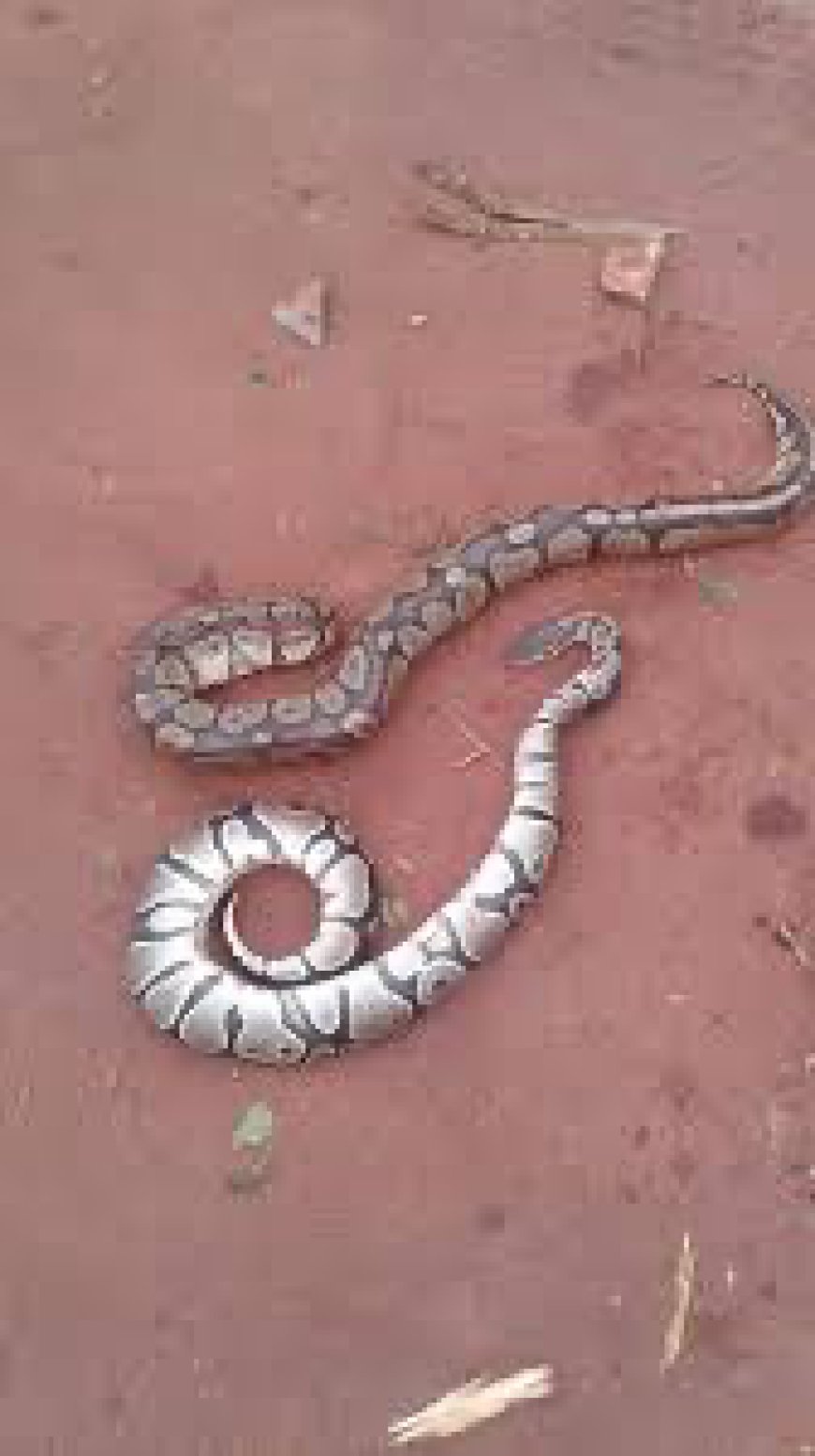 Of Pythons, Crocodiles, and Kleptocrats in Nigeria’s Reptilian Republic