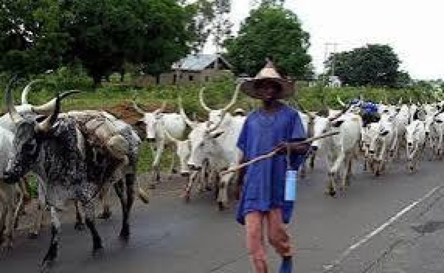 Why It’s Difficult To Stop Open Grazing –-----MACBAN National Scribe