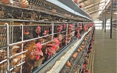 FG Unveils "Moorbeta" Super Chicken To Boost Food Security