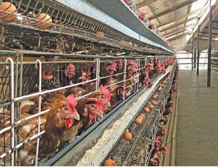 FG Unveils "Moorbeta" Super Chicken To Boost Food Security