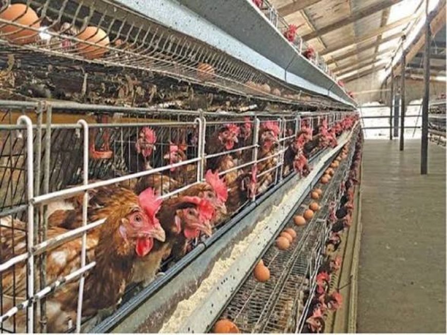 FG Unveils "Moorbeta" Super Chicken To Boost Food Security