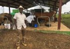 Livestock Farmer Hails FG for Prioritising Tsetse Fly Control In A'Ibom