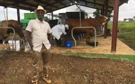 Livestock Farmer Hails FG for Prioritising Tsetse Fly Control In A'Ibom