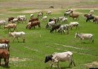 National Ranching Policy: Whose Land, Whose Ranches, Whose Future?