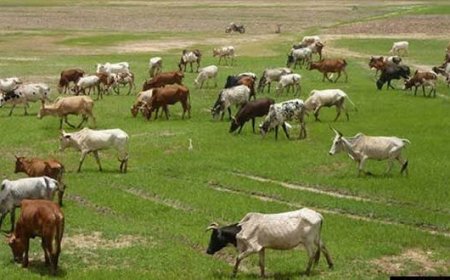 National Ranching Policy: Whose Land, Whose Ranches, Whose Future?