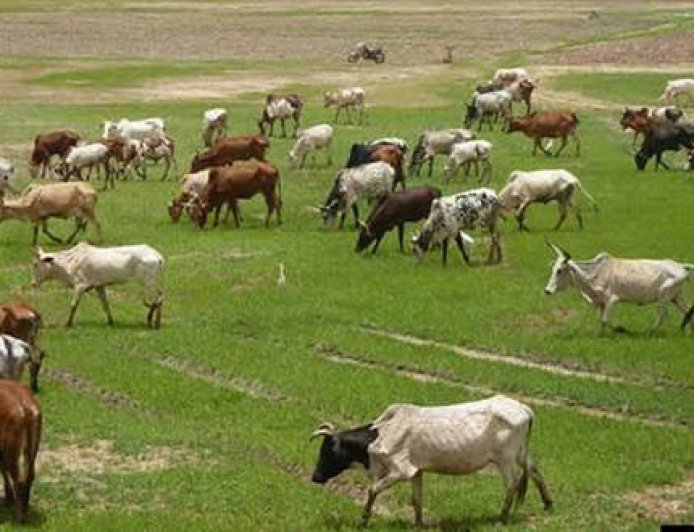 National Ranching Policy: Whose Land, Whose Ranches, Whose Future?