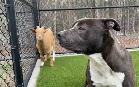 Fake Agency: The Dog-Goat Praxis (II) 