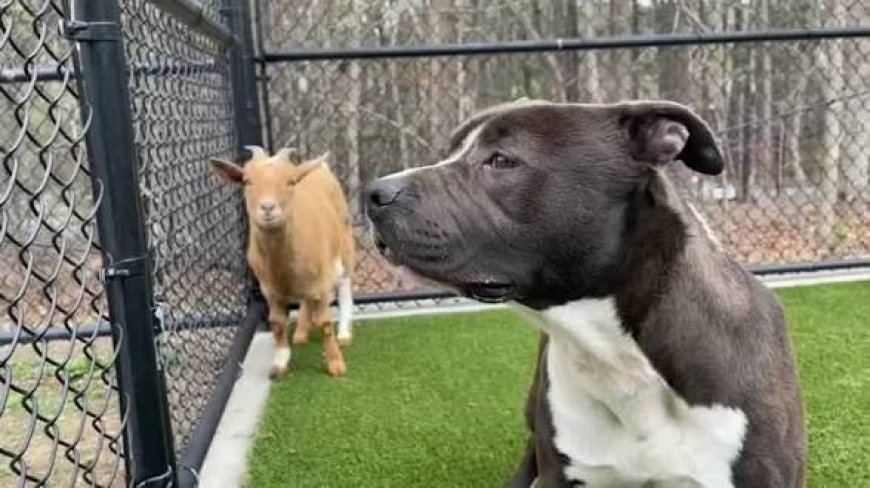 Fake Agency: The Dog-Goat Praxis (II) 